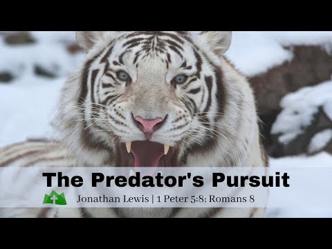 The Predator’s Pursuit  | 1 Peter 5:8; Romans 8