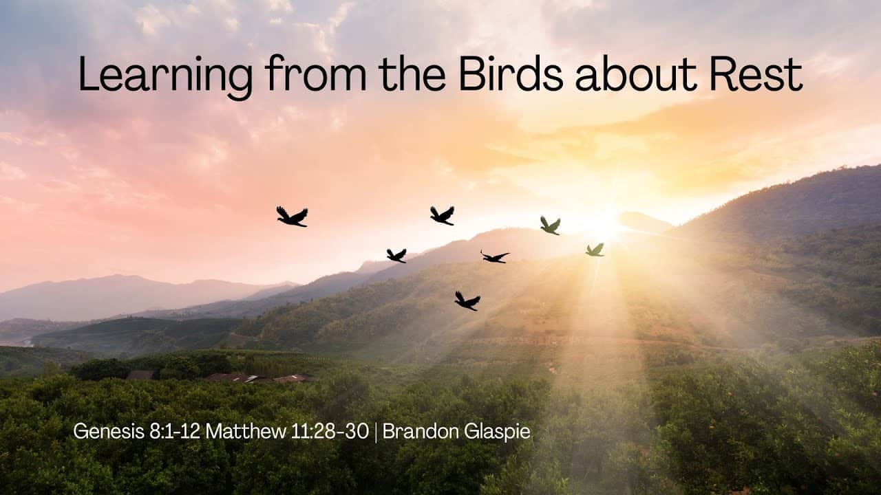 Learning from the Birds about Rest | Genesis 8:1-12, Matthew 11:28-30